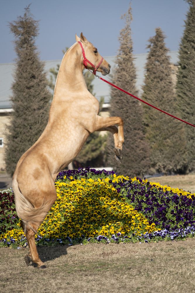 Фотография автора Abdulrahman Sawalha