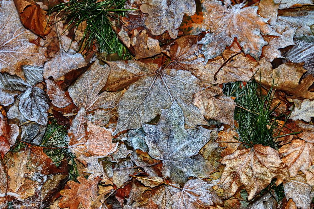 Москва, ноябрь в парке.