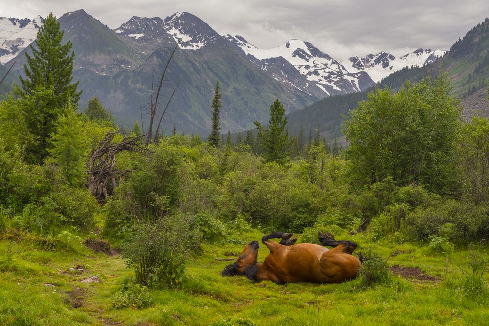 Здесь конь повалялся