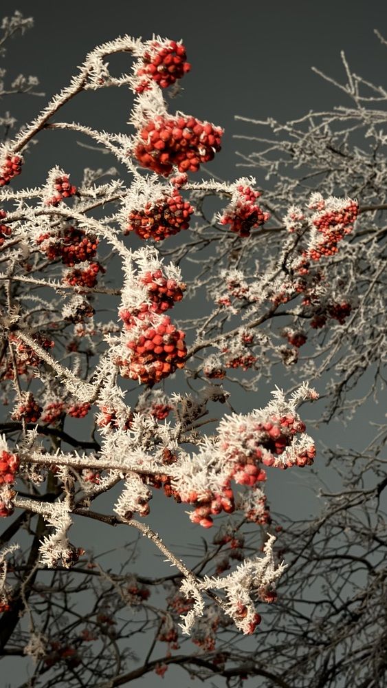 Photograph by Елена Гущина