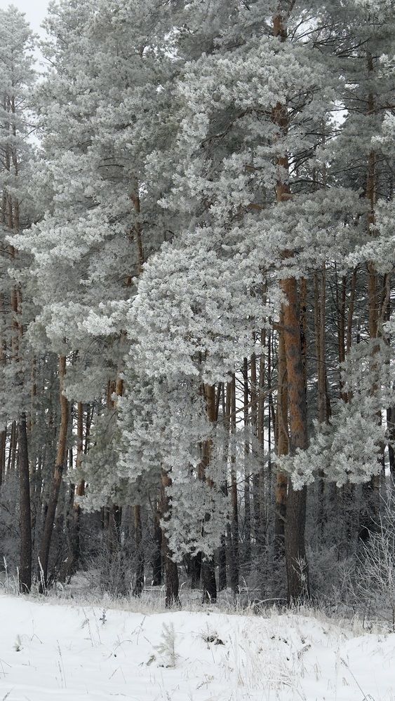 Photograph by Елена Гущина