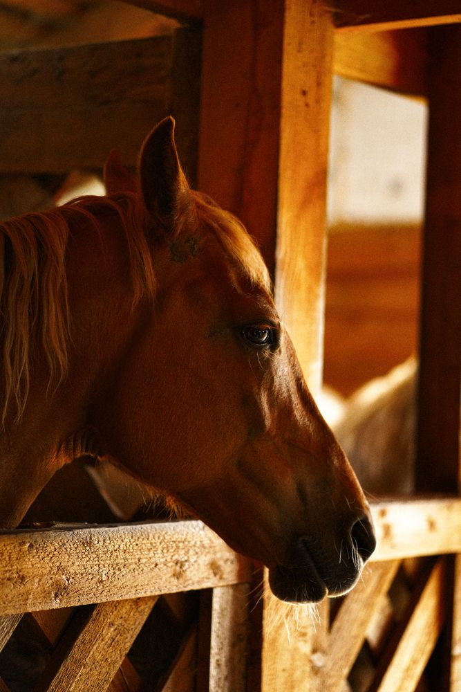 Photograph by Svetlana Reshetnikova