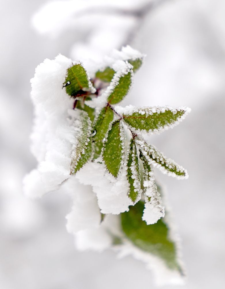 Photograph by Андрей Некрашевич