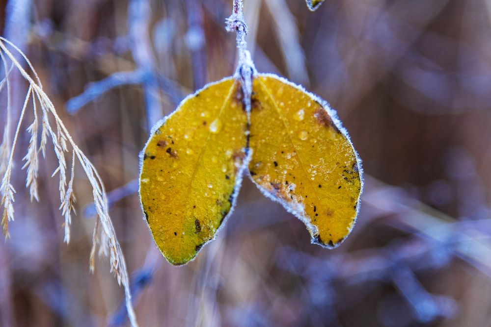 Морозное утро