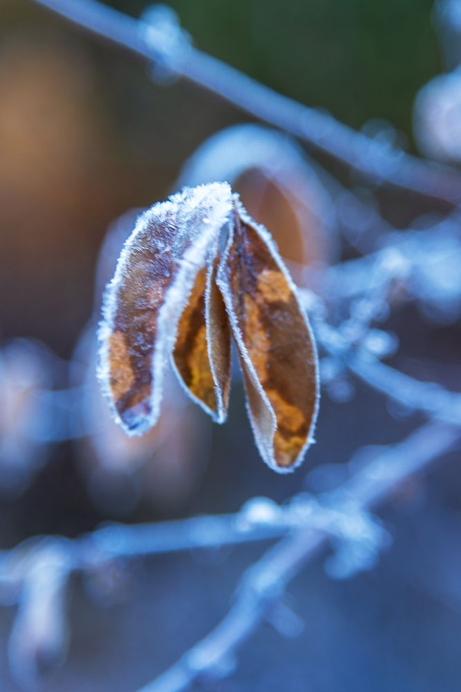 Морозное утро