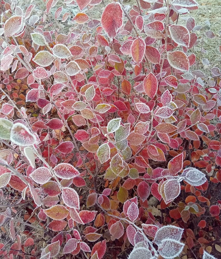 Осень в инее