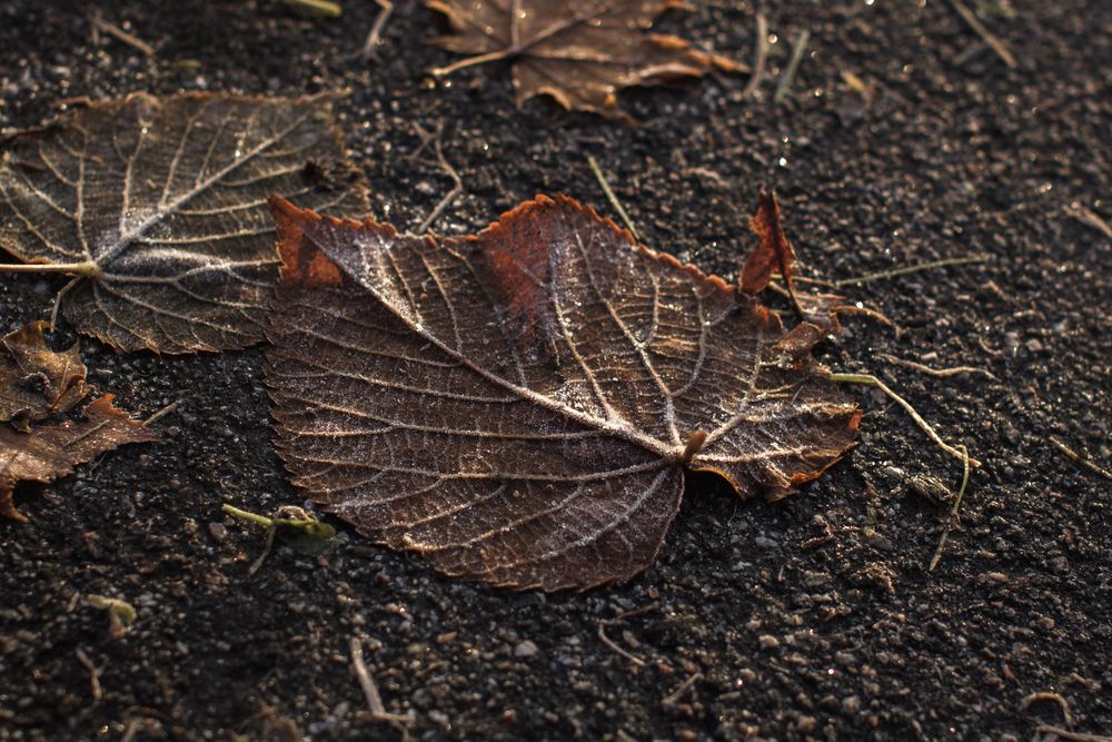 Photograph by Алина Стемковская