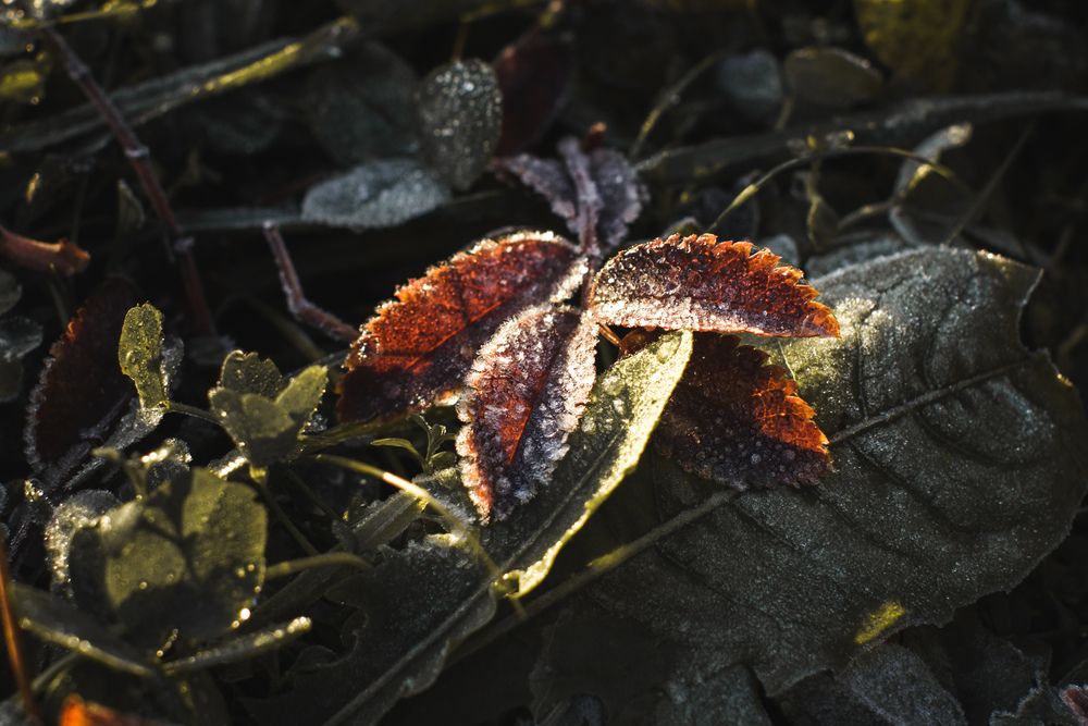 Photograph by Алина Стемковская