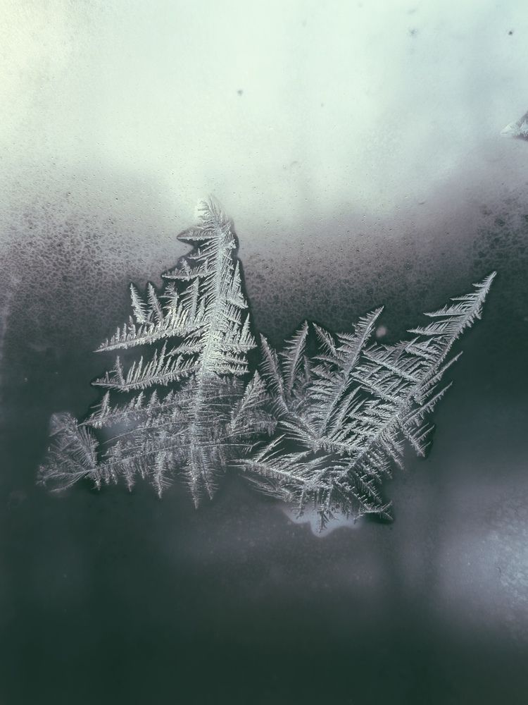 Вот такие снежные елки.