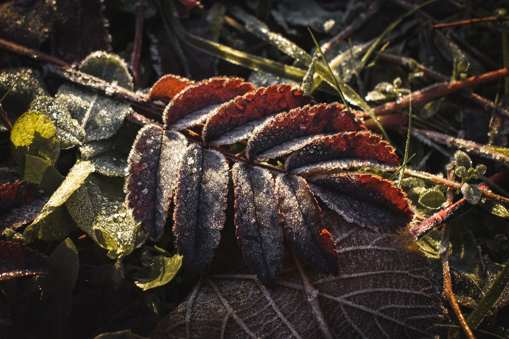 Photograph by Алина Стемковская