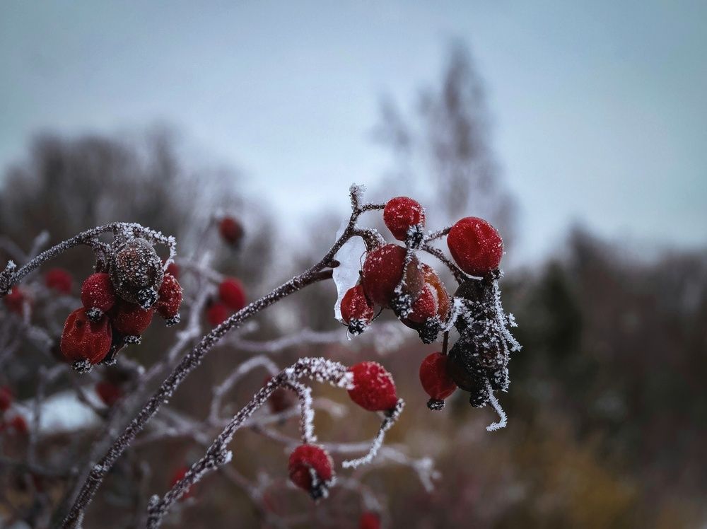 Photograph by Татьяна Иванеева