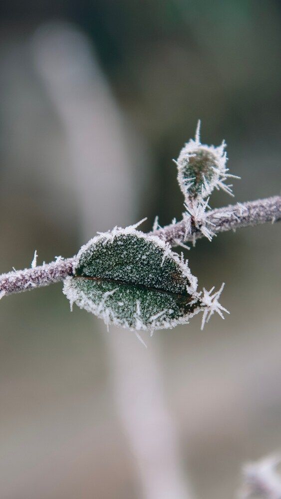 Photograph by Белова Алла