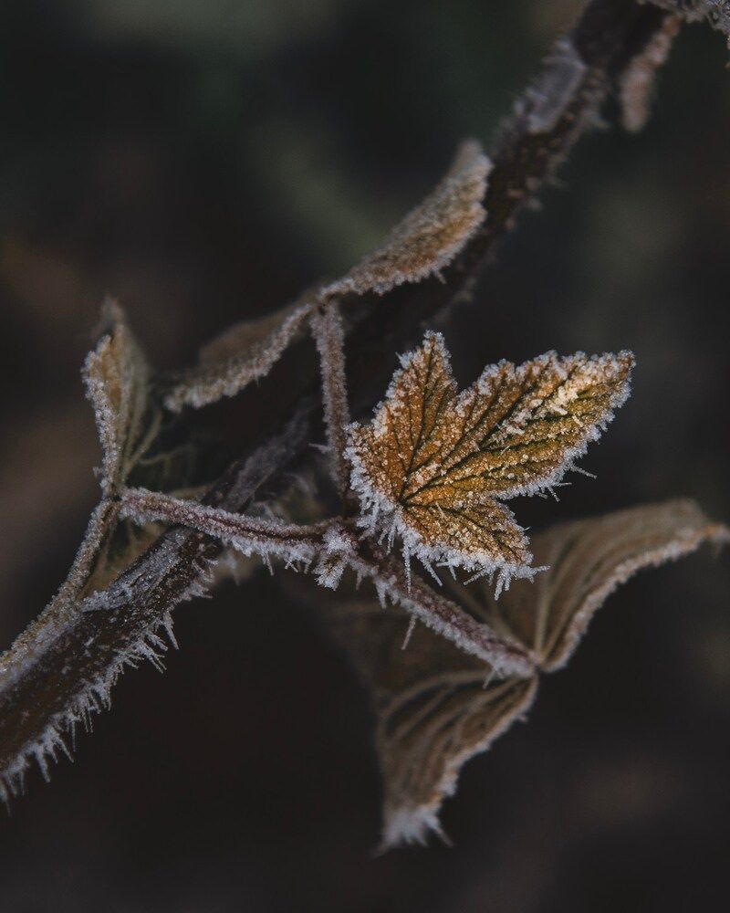 Photograph by Белова Алла