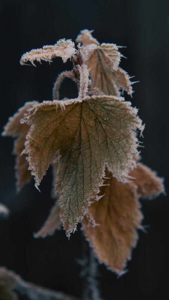 Photograph by Белова Алла