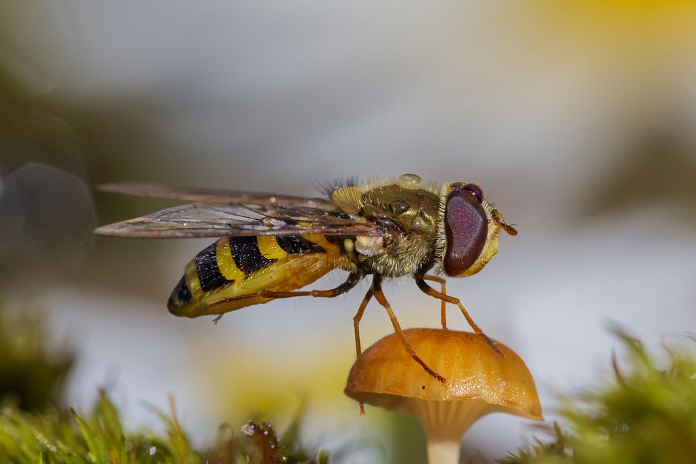 A hoverfly perched on a mushroom to groom its legs.