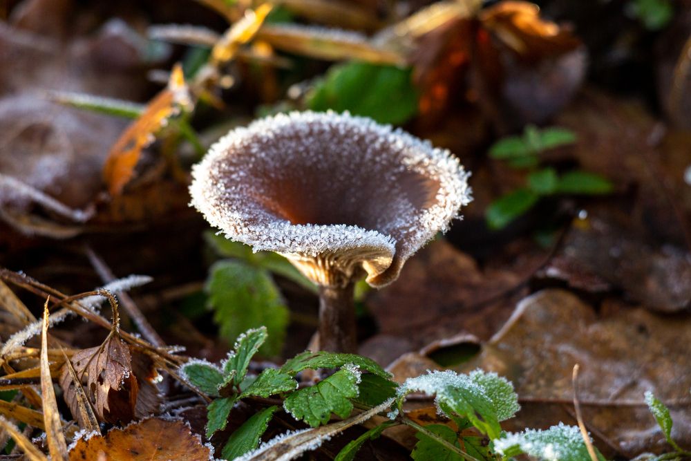 Photograph by Диана Бородзе