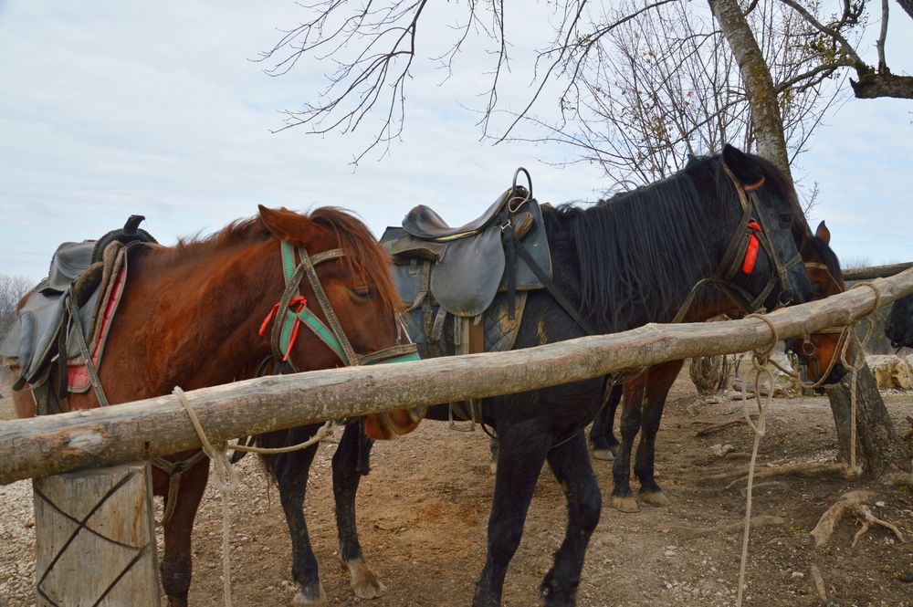 Photograph by Ольга Шевцова