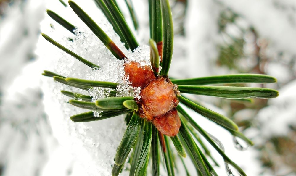 Icy Pine Bud