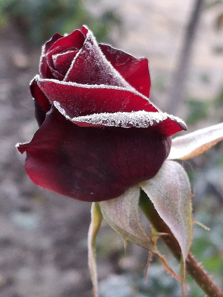 Фотография автора Наталья Гаврилова