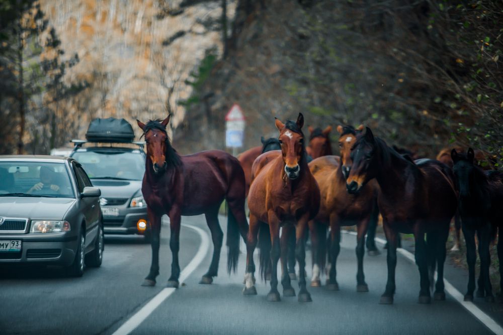 Фотография автора Вазген Бояджян