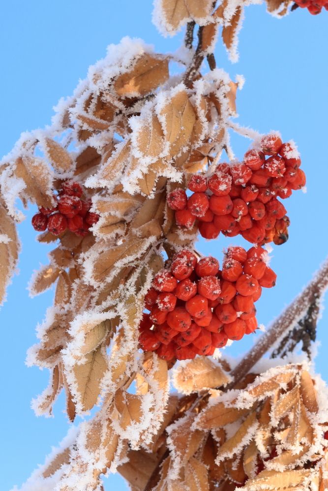 Иней на рябине