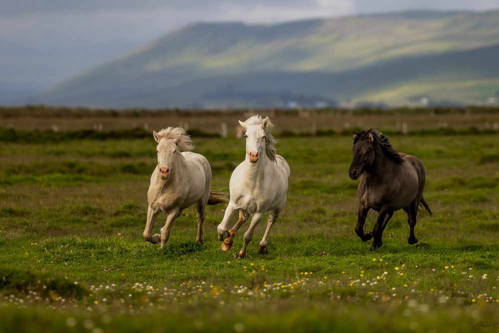 Photograph by Abhishek