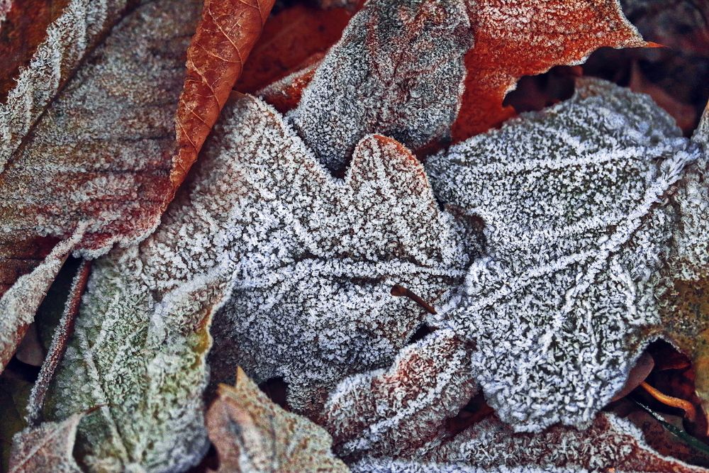 Москва, ноябрь в парке.