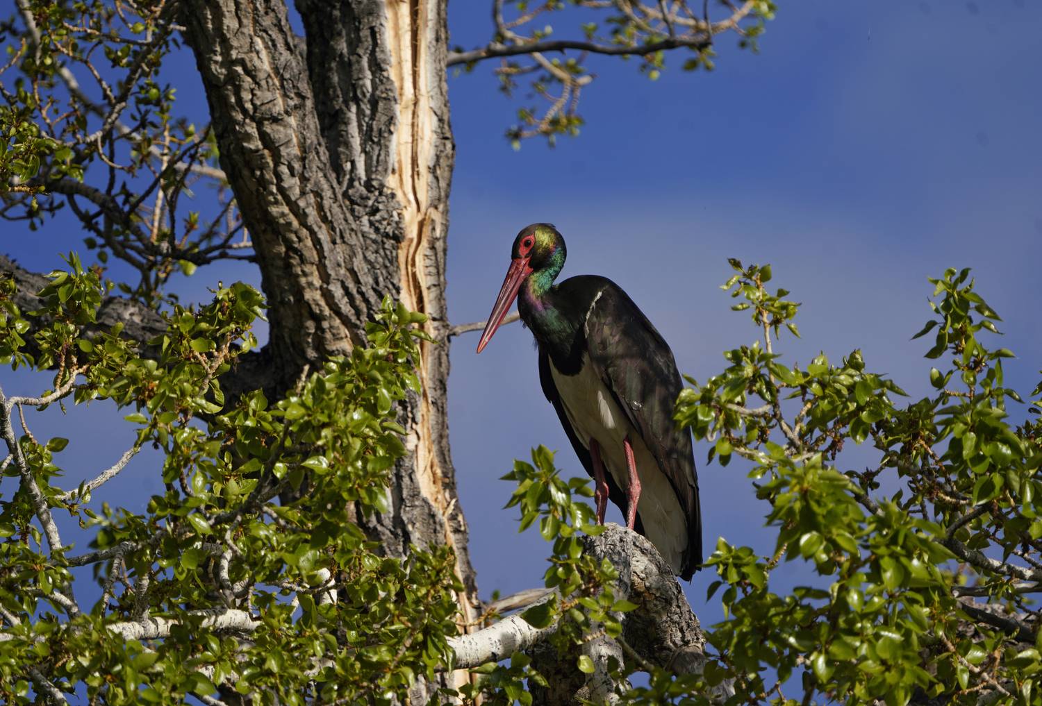 Черный аист Черный аист