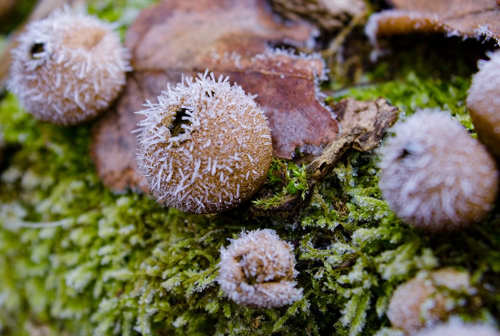 Зимние ягоды