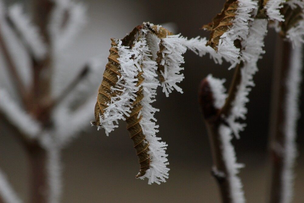 Photograph by Olga Buzuleva