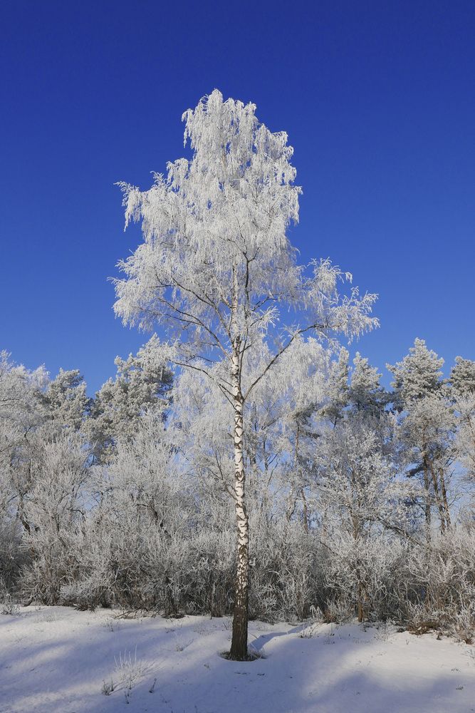Photograph by Александр Журавлев
