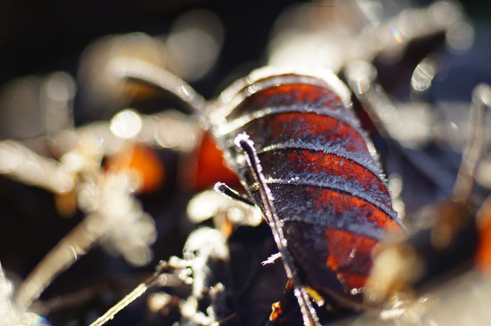 Photograph by Кирилл Бахров