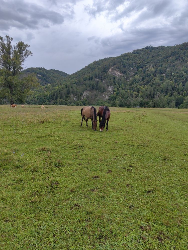 Лошади Башкирской породы
