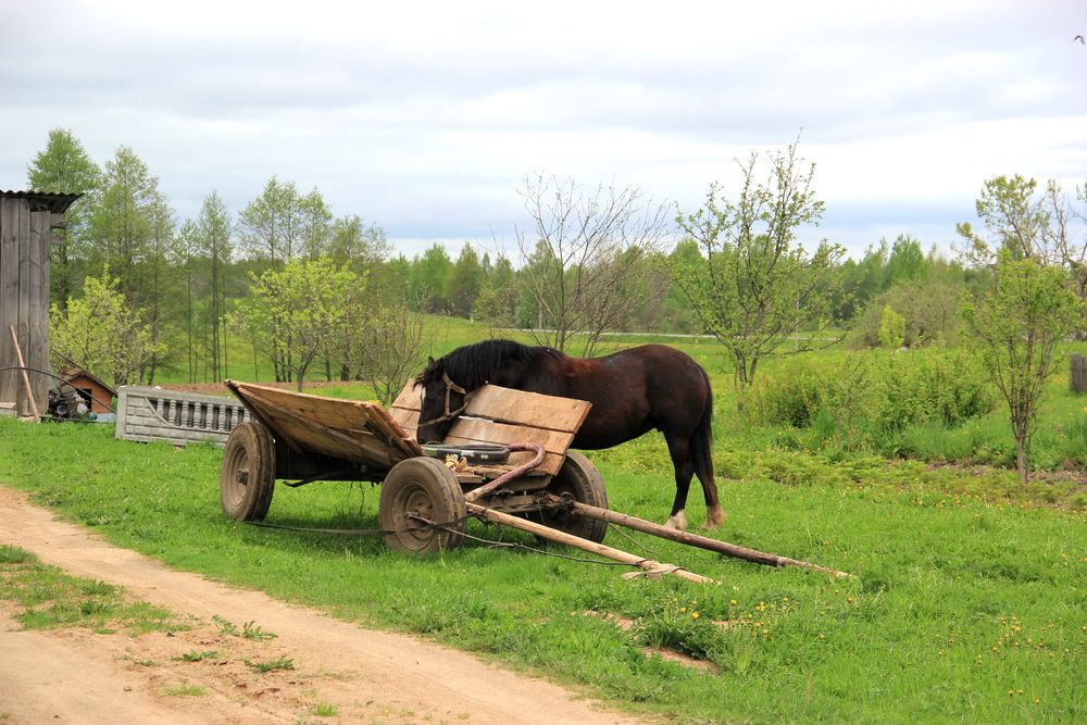 Фотография автора Анна-Лаймуте Милошевич