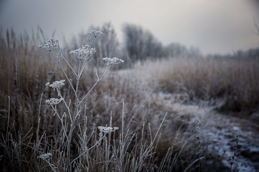 Photograph by Алексей Трифонов