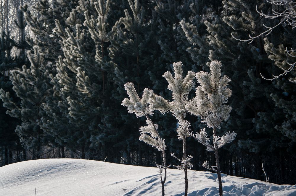 Photograph by Николай Захаров