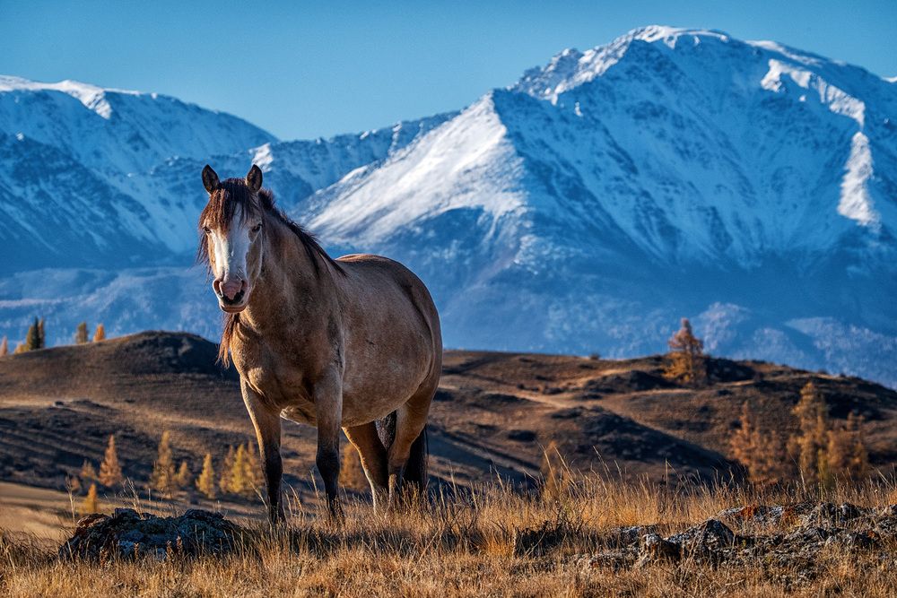Фотография автора Бодрягин Виталий