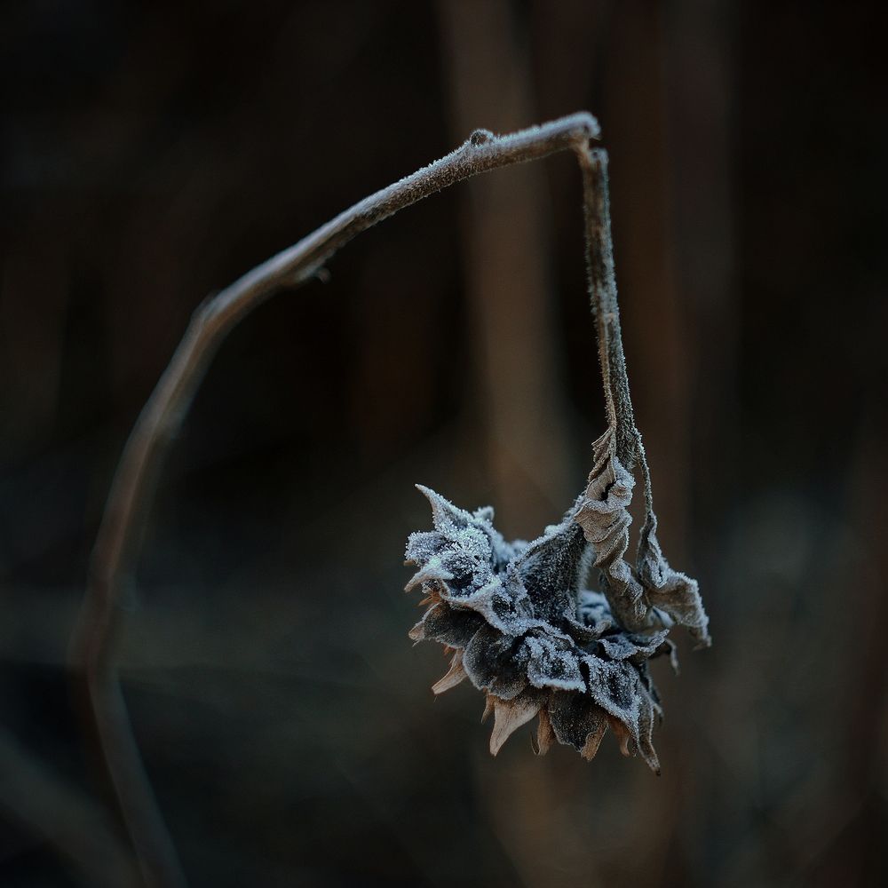 Фотография автора Ирина Синицина