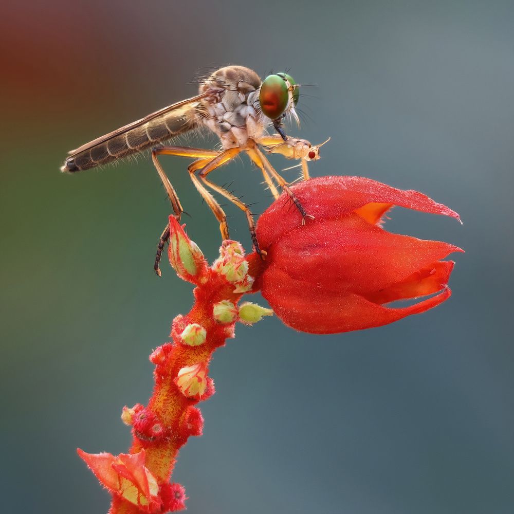 Photograph by Li Chen-You