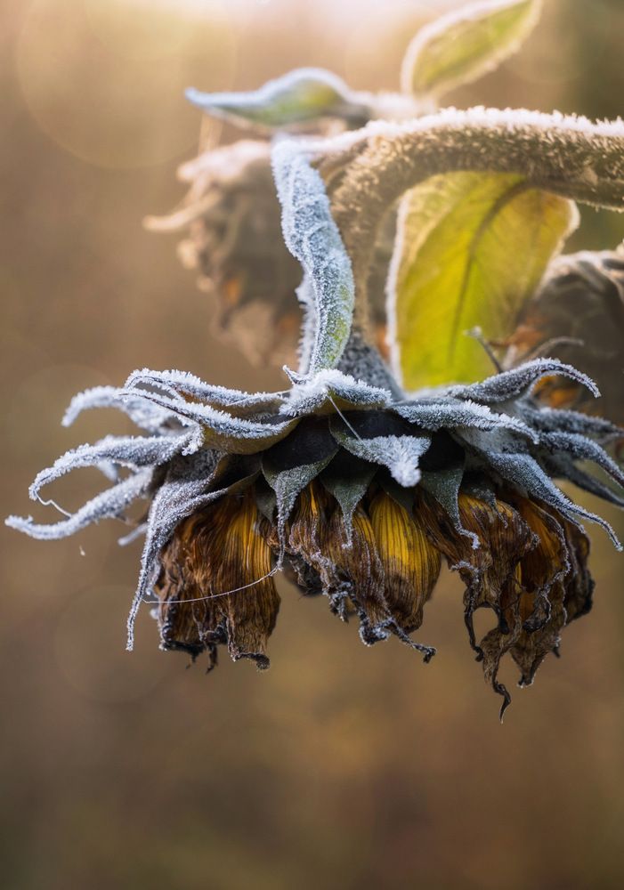 Photograph by Olga Schmidt