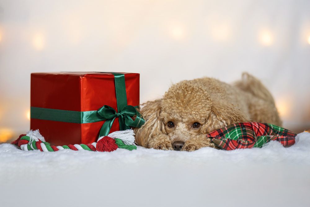 Photograph by Dorota Hnatová