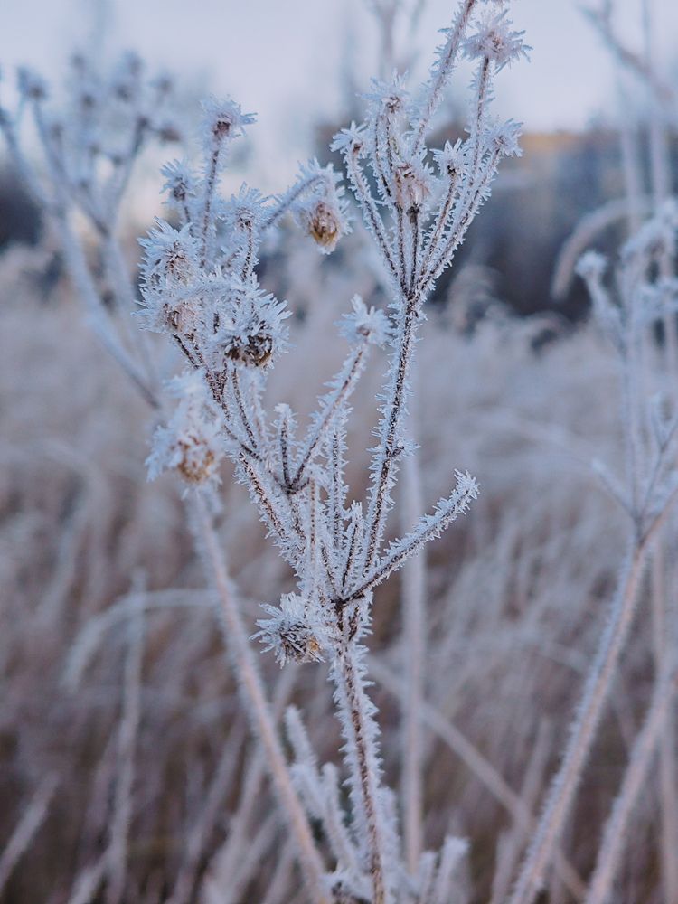 Фотография автора Svetlana Fomenko