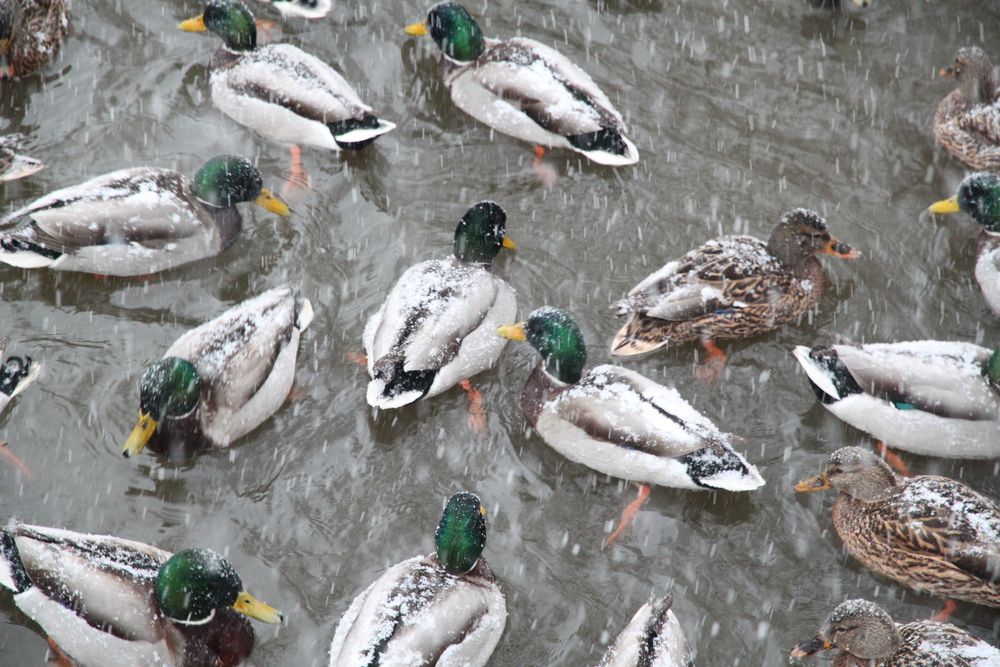 Фотография автора Владимир Гречанинов