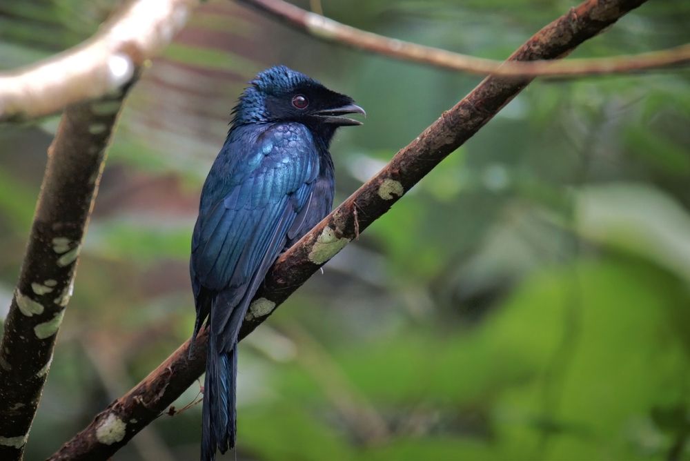 Drongo