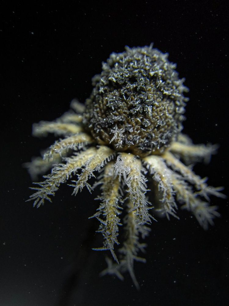 Фотография автора Наталья Алексеева