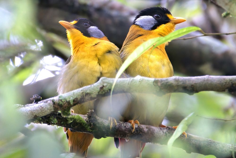 Silver eared Mesia