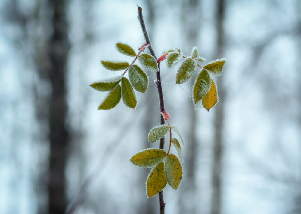 Photograph by Сергей Дишук