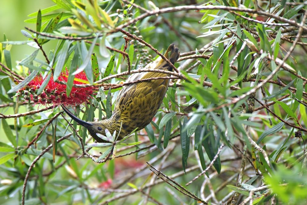 Spiderhunter