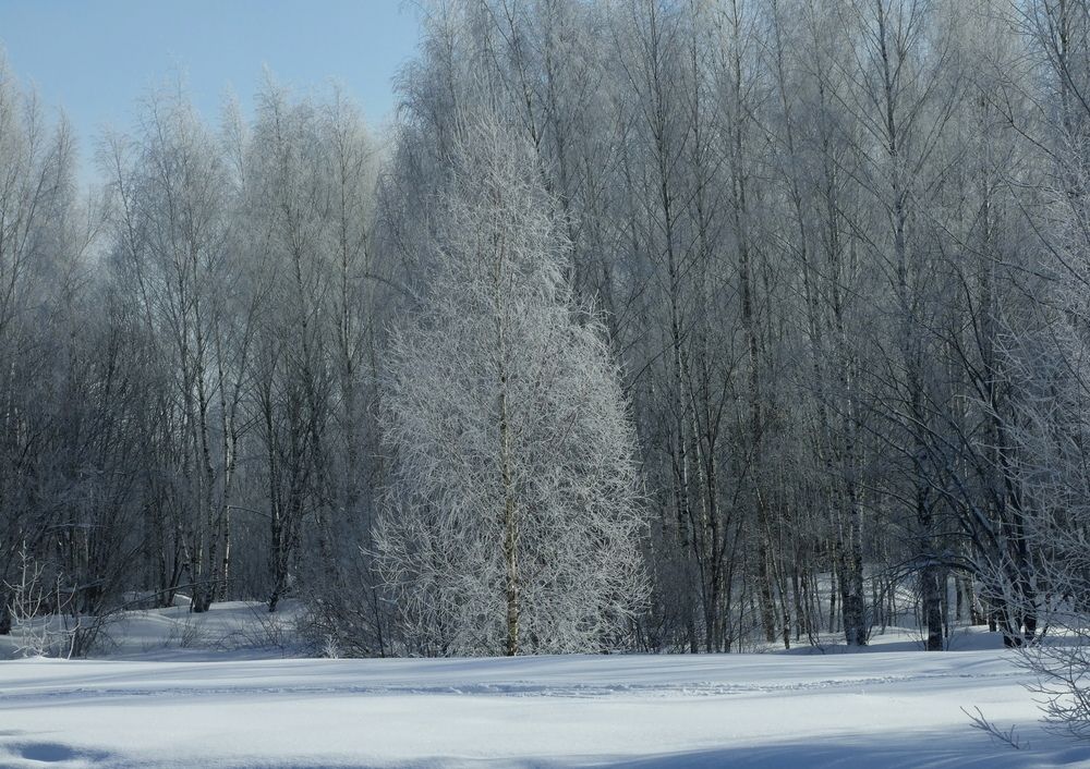Photo #13003018