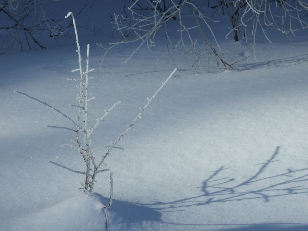 Photo #13003023
